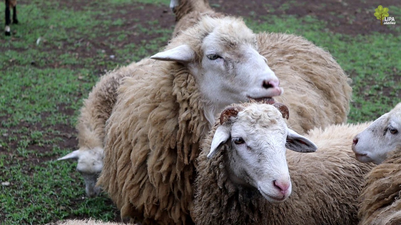 Sheep Feeding at The Old Grove Farmstead in Lipa - YouTube