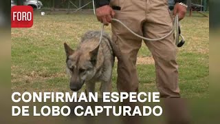 Confirman que es perro lobo checoslovaco especie hallada en CDMX - Las Noticias