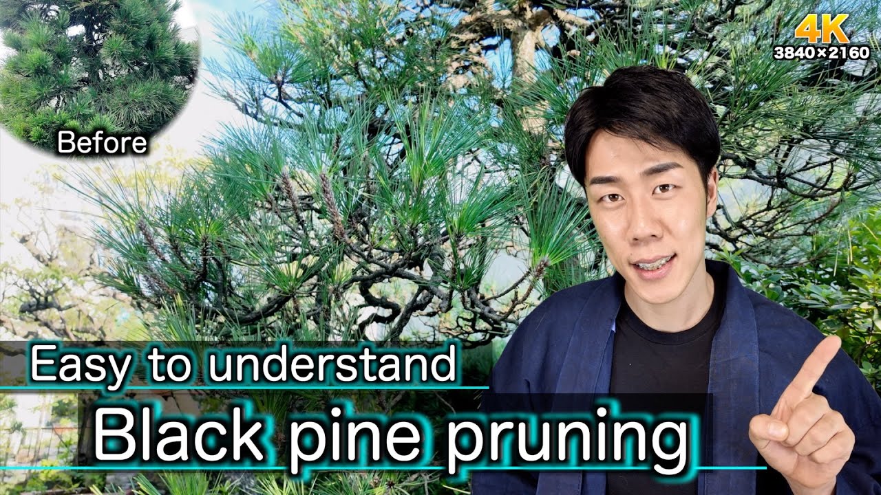 essential for Japanese gardens pine tree pruning