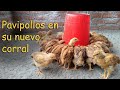 PAVIPOLLOS EN UN NUEVO CORRAL pollos criollos *AVES DE CORRAL