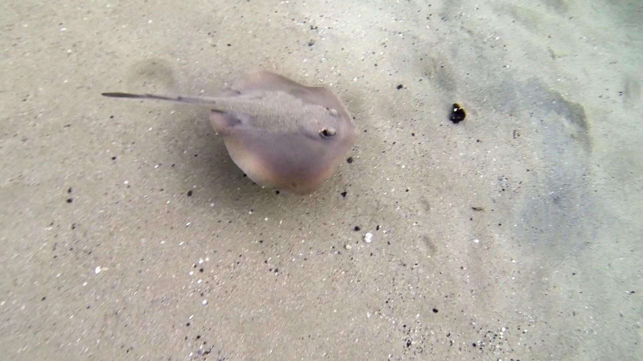 common stingaree | Manly