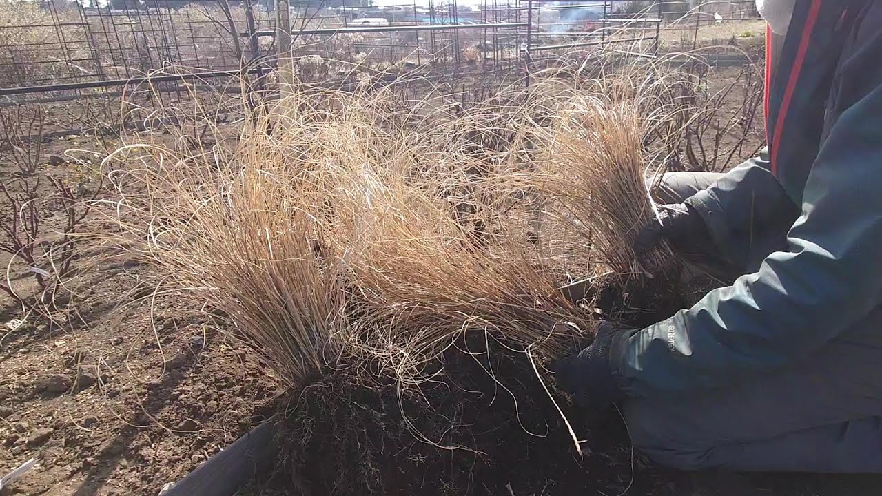 バラの寒肥とか宿根草の株分けとか。 2023/03/31