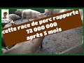 cette race de porc rapporte 72 000 000 FCFA à cette ferme agricole après 5 mois