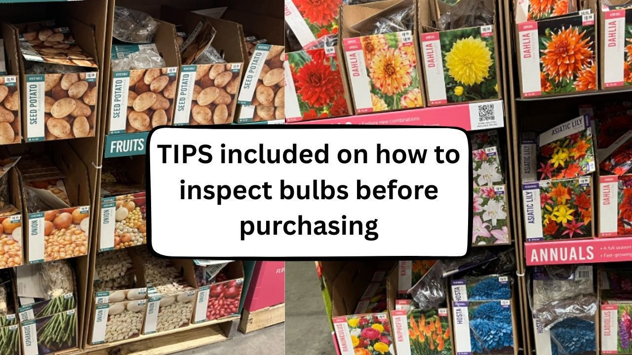 НОВИНКИ | Покупки в Lowes: луковицы и саженцы с открытой корневой системой для посадки весной