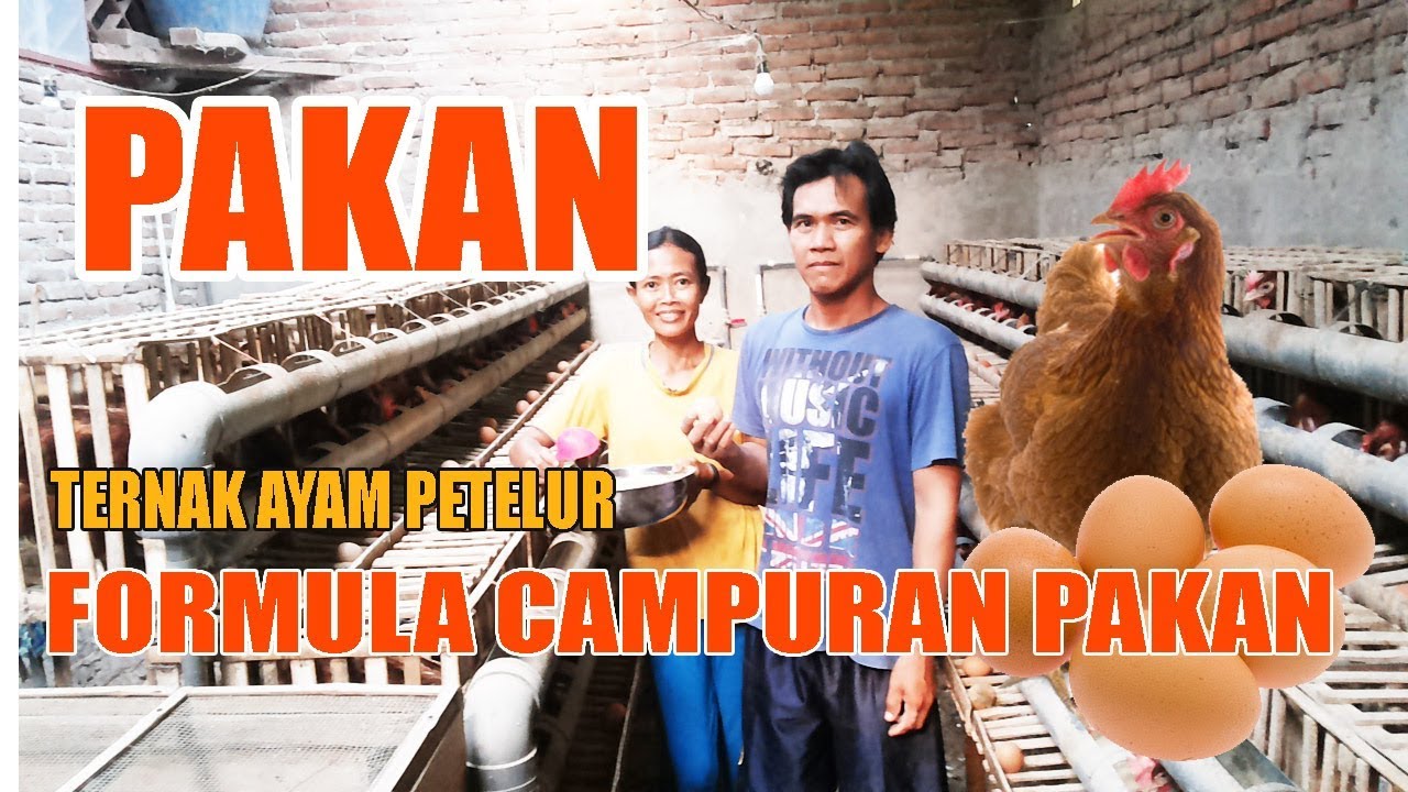7 KOMPOSISI NYAMPUR PAKAN AYAM PETELUR DI TERNAK SKALA KECIL 