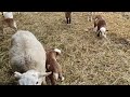 Все овцы отсрелялись.