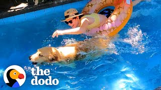 Golden Retriever Uses His Mom's Raft To Save His Ball From Pool | The Dodo