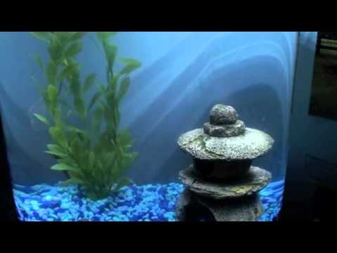 budgie band wiki Betta Fish Care
