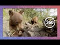 Black Bear with Cute Cubs in the Wilderness - Episode 2 | Wildlife in 360 VR