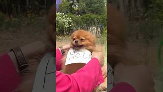 No begging!#nico #funny #smartnico #dog #cute