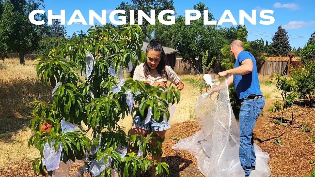 We Changed Our Whole Peach Tree Plan… And It’s Working!