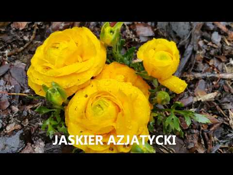 Wideo: Jak Określić Nazwę Kwiatu