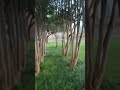A tunnel of trees in Texas