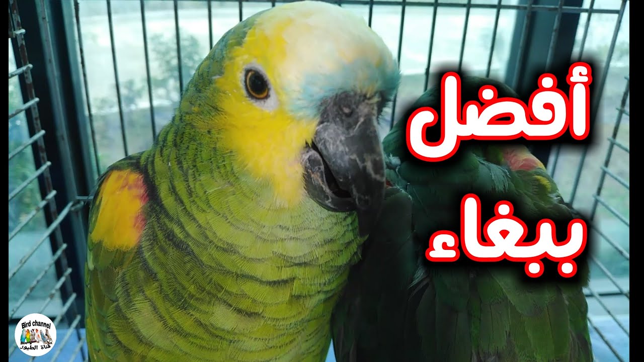 تعرف على أسهل ببغاء يمكن تربيته و التعامل معه - YouTube