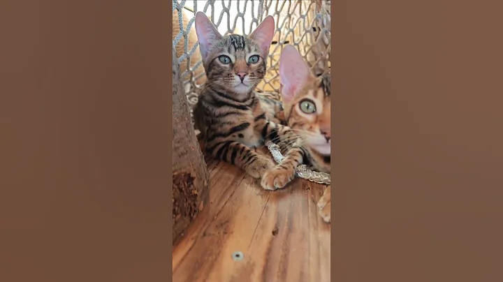 Watch the video about 😍 lovely bengal babies 😸 #catshorts #adoreble #kitten #cat #cute #bengals #fy #shorts #catlovers 😍