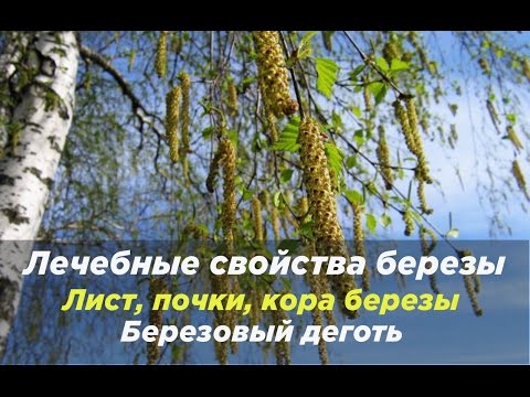 Береза повислая - лечебные свойства. Лист, почки, кора березы