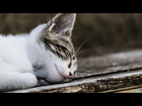 [NO Middle ADS]10 HOURS of Relaxing Music for Cats:: Healing/ Sleep Music/Going Out Music