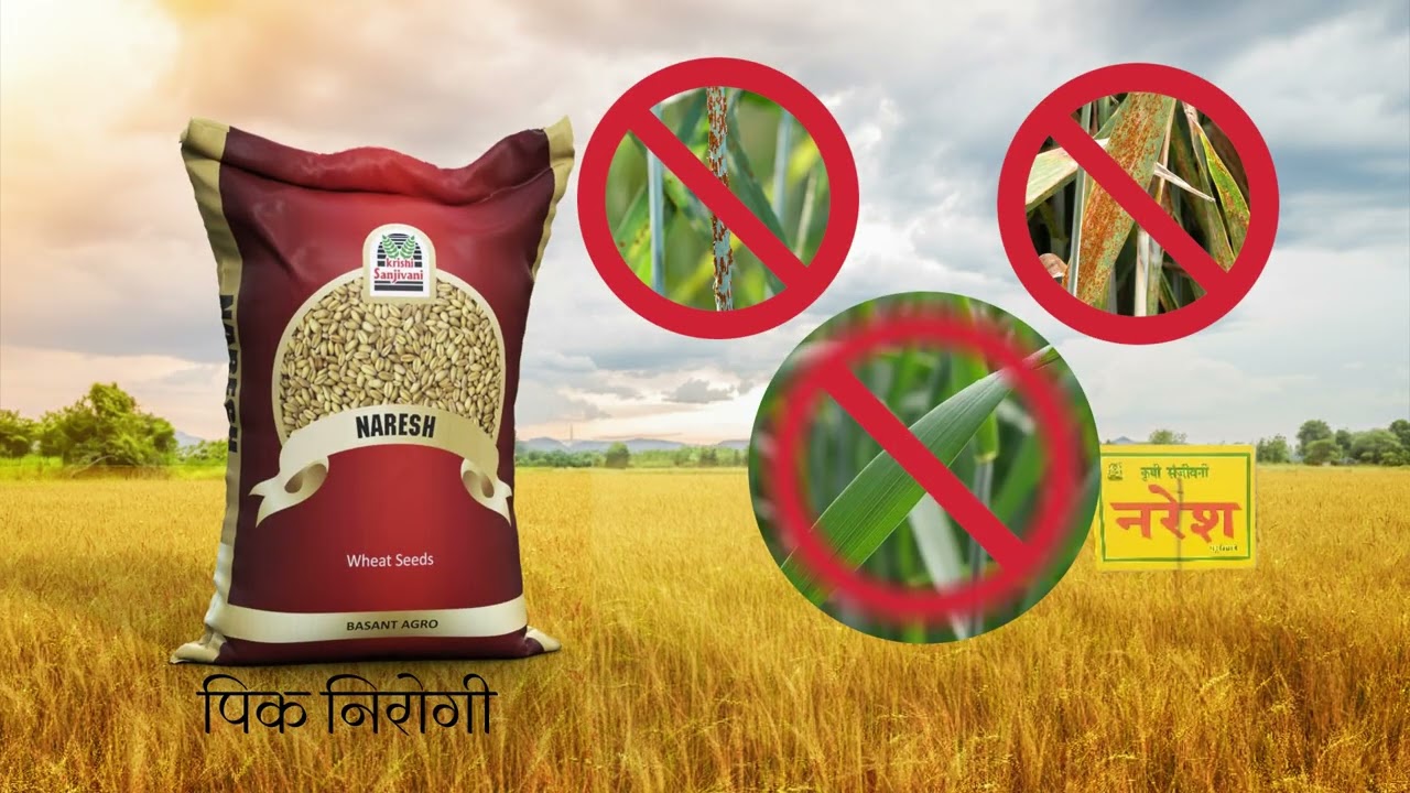 🌾 गहू नरेश | भरघोस उत्पादन | कृषी संजीवनी | Basant Agro