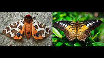 O que controla o hábito da mariposa?
