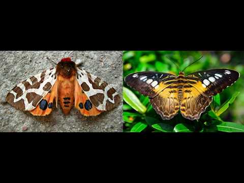 Vídeo: Diferença Entre Borboleta E Mariposa