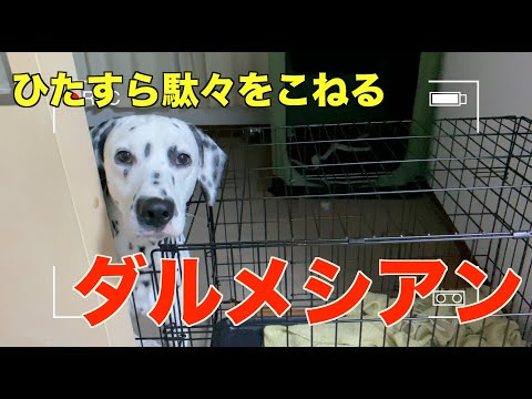 かまって欲しいと駄々をこねるダルメシアンが可愛すぎた