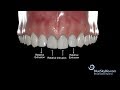 Relative Intrusion and Extrusion Alignment Considerations