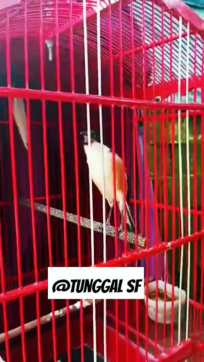 Cendet Pastol Tembakan Sogon Buka Paruh nya Bikin Geleng