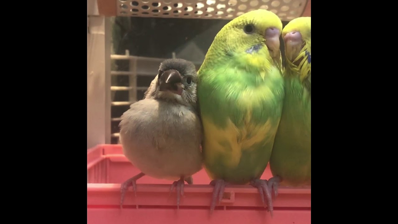 甘えん坊の文鳥がインコにスリスリ 気付いたインコは イチャイチャする鳥たちがかわいい ねとらぼ