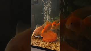 Mr Red lips 👄 enjoy relaxing the fish tank keeping warm indoors  checkin let's go  👌 it's so cold 🥶