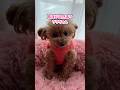 とーちゃんがいないと、散歩前の態度が違い過ぎるトイプードル #shorts #元保護犬 #可愛い犬