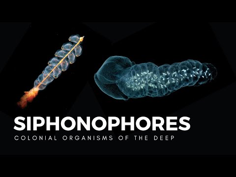 Siphonophores, Drifting Colonies of Life