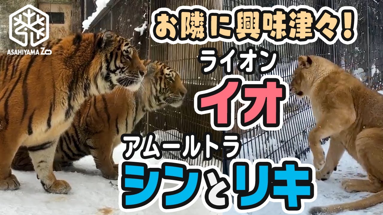 旭山動物園 世界ネコの日 ひんやりネコ動画 お隣に興味津々 ライオンのイオ とアムールトラのシンとリキ Asahiyama Zoo Amur Tiger And Lion Youtube