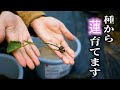 【100均バケツでハス】種から蓮を育てていきます!!