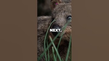 These Rare Animals Will Blow Your Mind!! 🤯 #shorts
