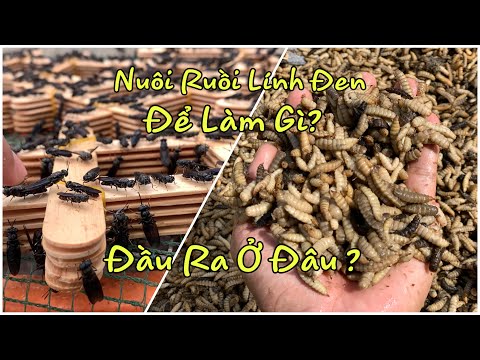 Video Nuôi Ruồi Lính Đen Để Làm Gì?Đầu Ra Ở Đâu?| Black... - youtube