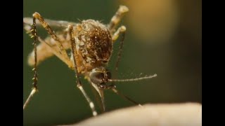 West Nile Virus in Arizona Best EPA-approved mosquito repellents for 2025