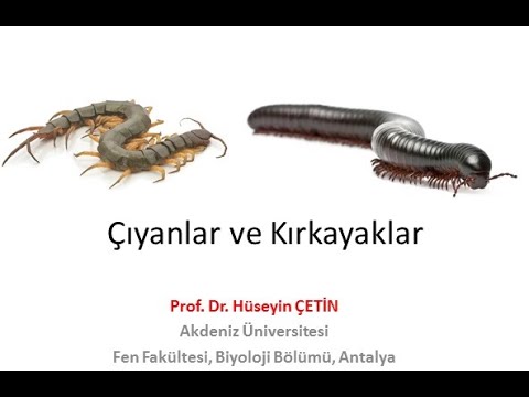 Evde çıyan ve kırkayak var!! ne yapmalıyım? Çıyanlar ve Kırkayaklar (Prof. Dr. Hüseyin ÇETİN)