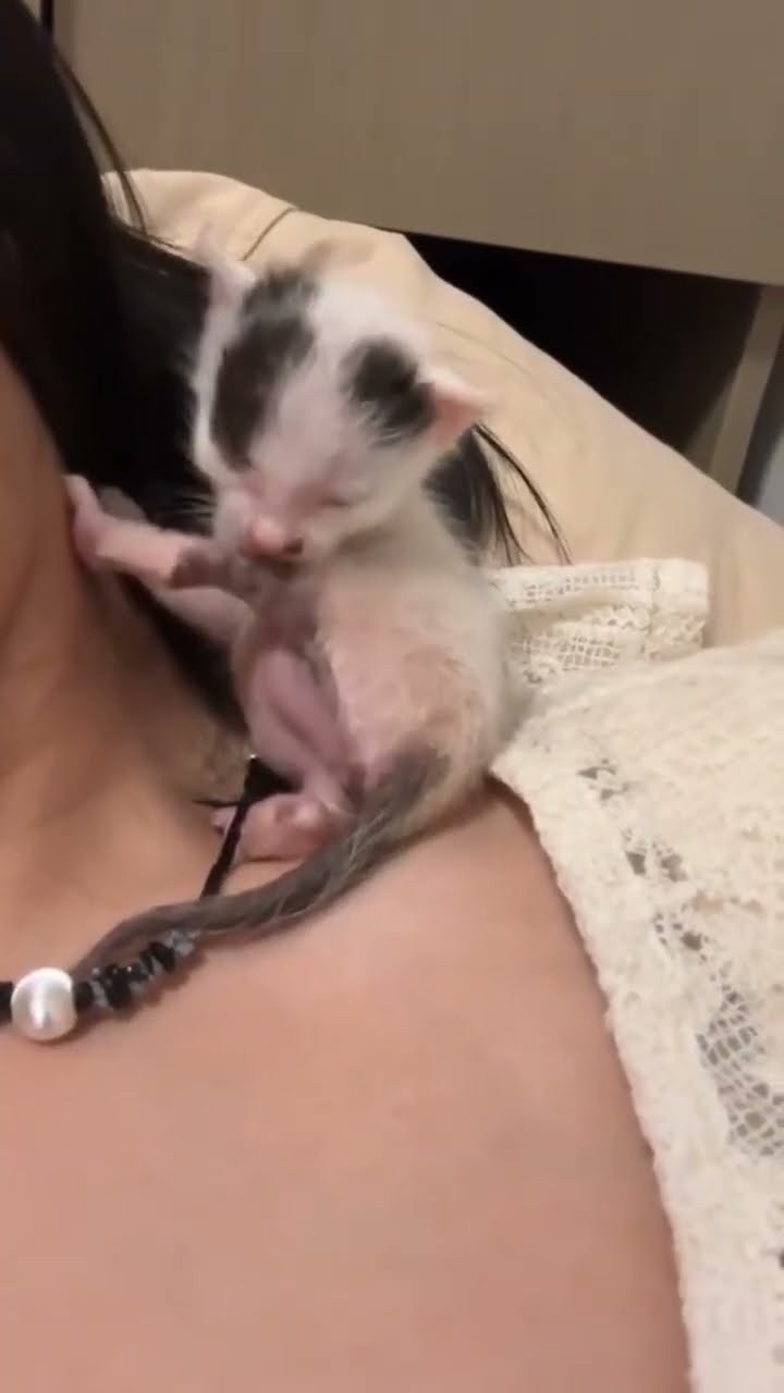 bébé chaton très mignon