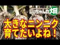 大きなにんにくに育てる。植え付けから収穫まで、家庭菜園で大きなニンニクを収穫するためのポイント！9/2