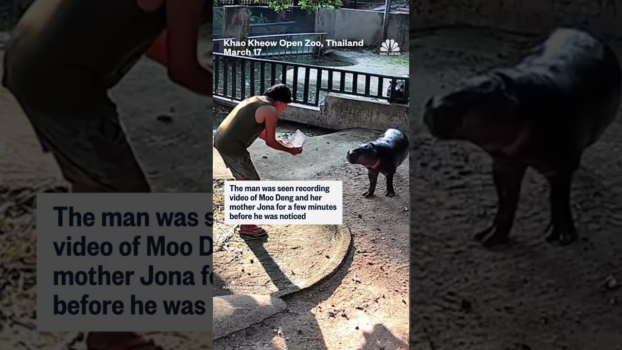 Man seen jumping into Moo Deng’s enclosure