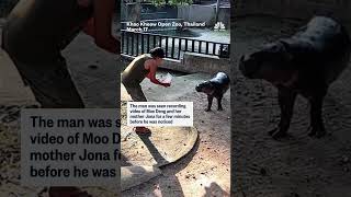 Man seen jumping into Moo Deng's enclosure