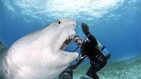 Thợ lặn suýt bị cá mập khổng lồ ăn thịt - Diver was almost eaten by a giant shark