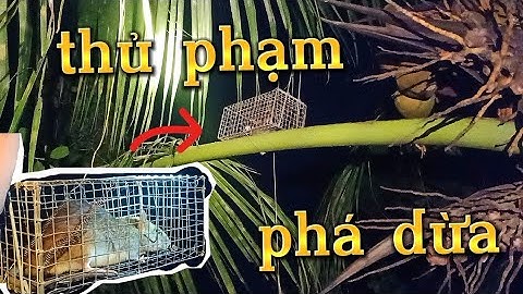 Cả xóm ra xem bẫy chuột dừa dín thấy mê #minhthiệnsóctrăng