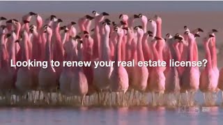 Keep Me Certified Flamingo Video