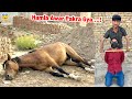 Female Horse🐎 Ko Marny Wala Hamla Awar Pakra Gaya😳