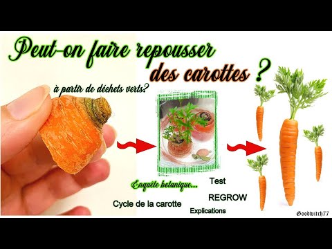 Vidéo: Scorsonère : Comment Faire Pousser Des Carottes Noires ?