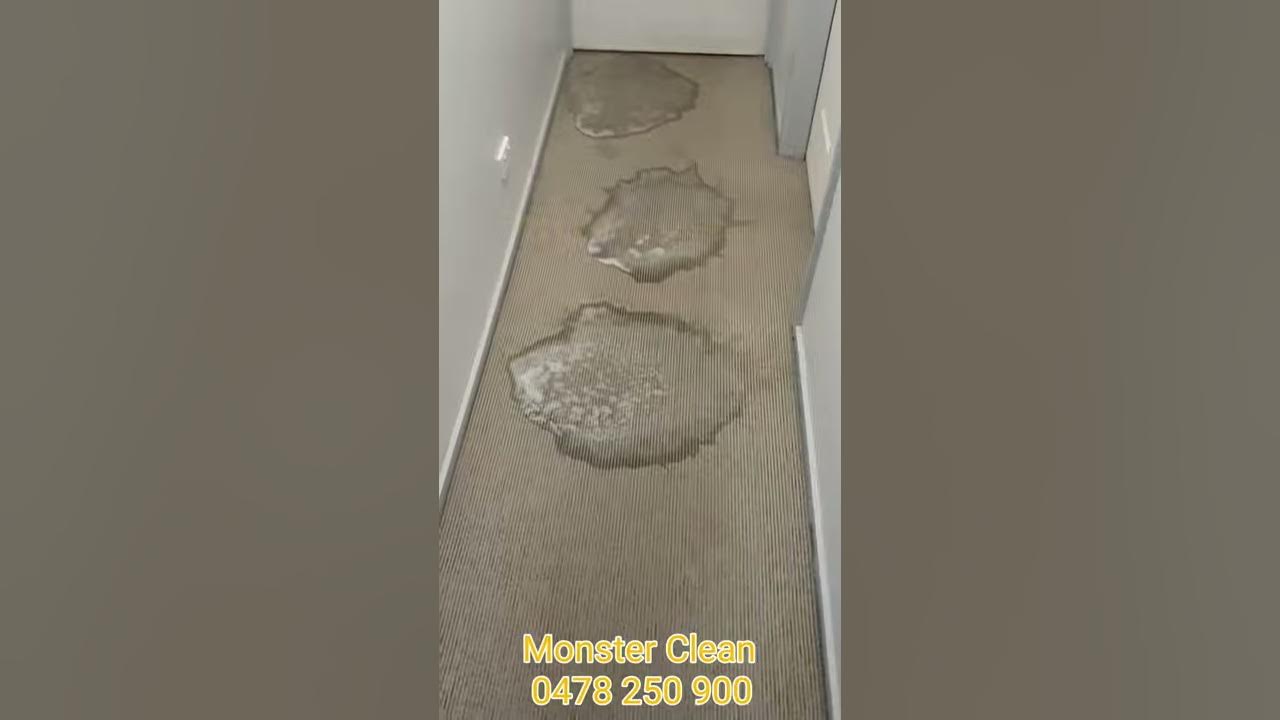 Carpet dog pee stains removal YouTube