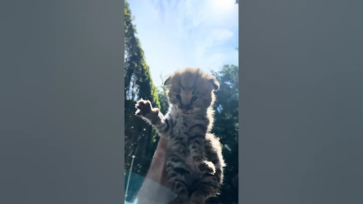 Video 11553411: serval, cat