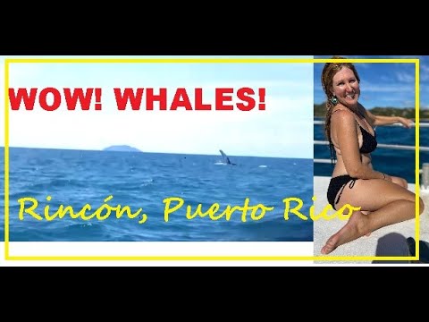 whale watching tour rincon