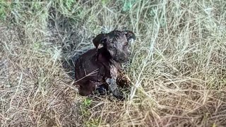 Left on the hill, the mangy puppy sat still in fear and called for her mom in tears